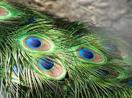 peacock feathers
