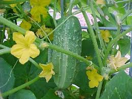 pickling cucumbers on the vine pinterest.com