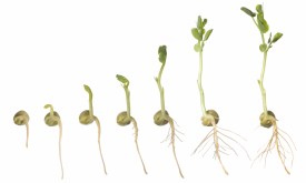 seed sprouting the-science-mom.com.jpg
