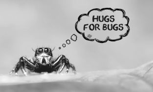 Ahimsa-Nonviolence-to-bugs