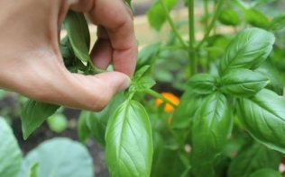 Picking Basil